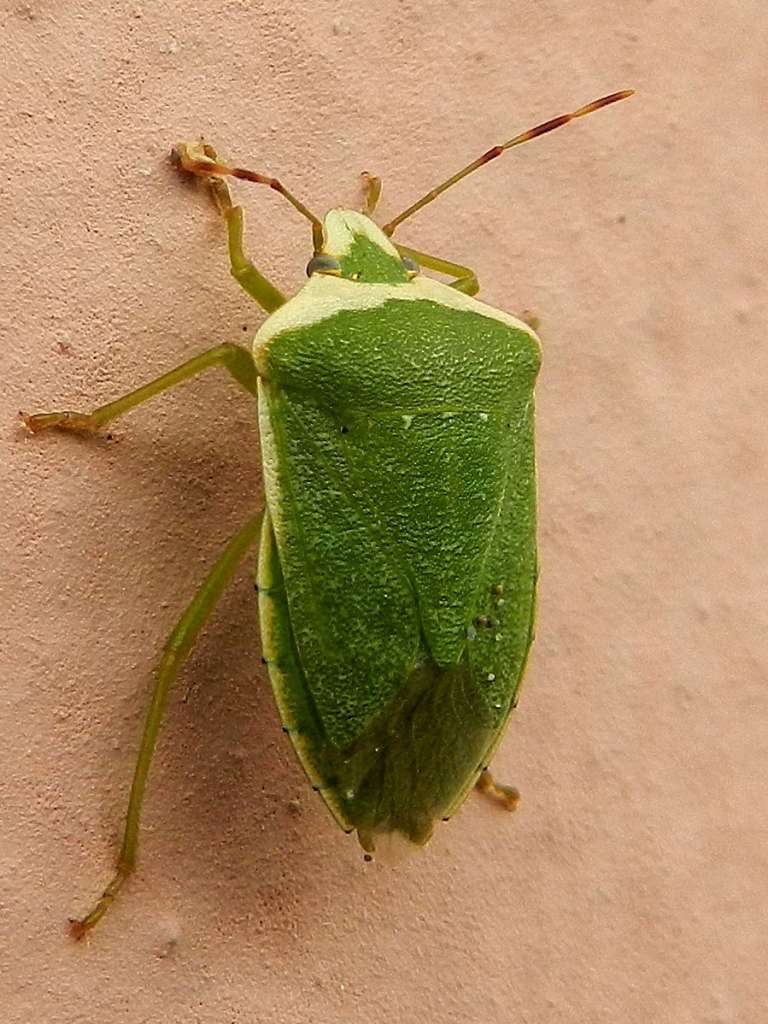 Pentatomidae: Nezara viridula forma torquata (SS)